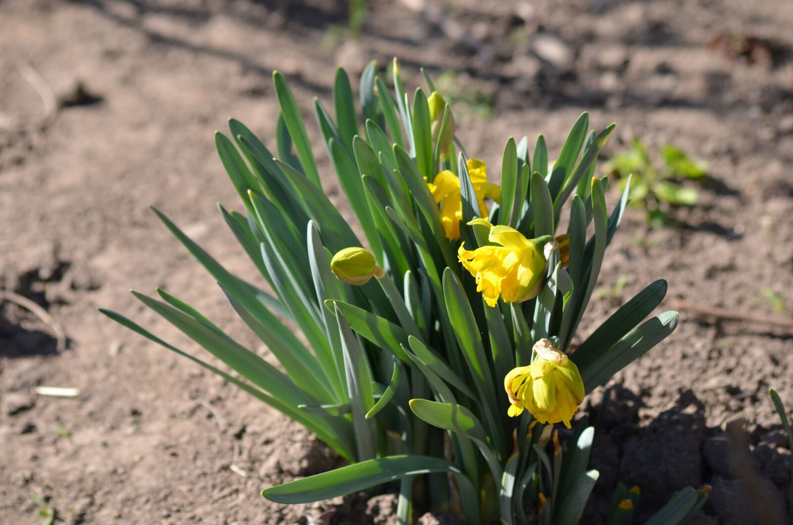 Nikon D5100 sample photo. Daffodil, yellow, flower photography
