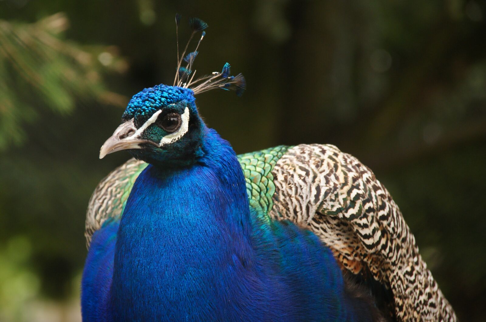 Sony Alpha DSLR-A300 sample photo. Peacock, feather, bird photography