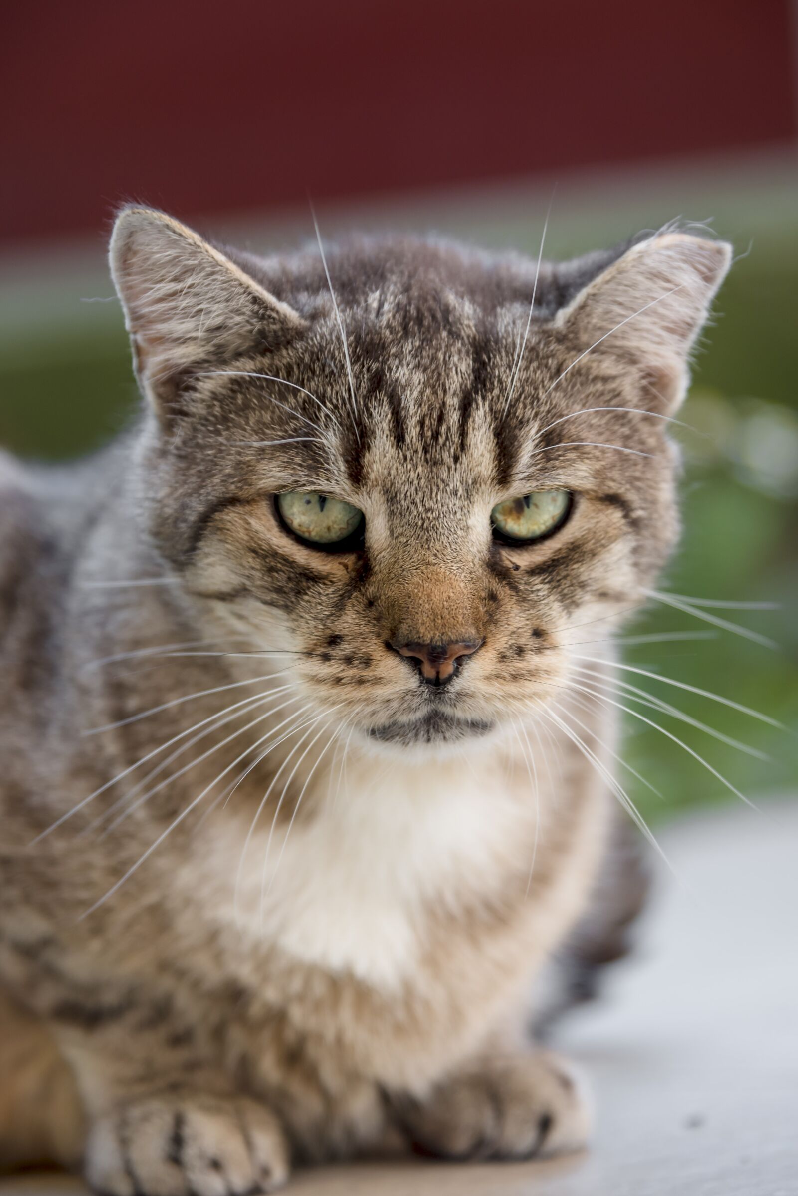 Nikon D750 sample photo. Cat, domestic cat, mackerel photography