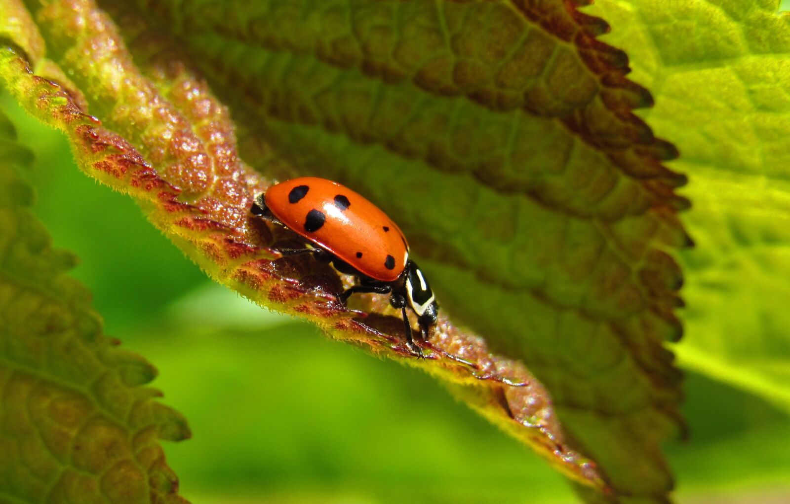 Canon PowerShot SX530 HS sample photo. Ladybug, bug, leaf photography