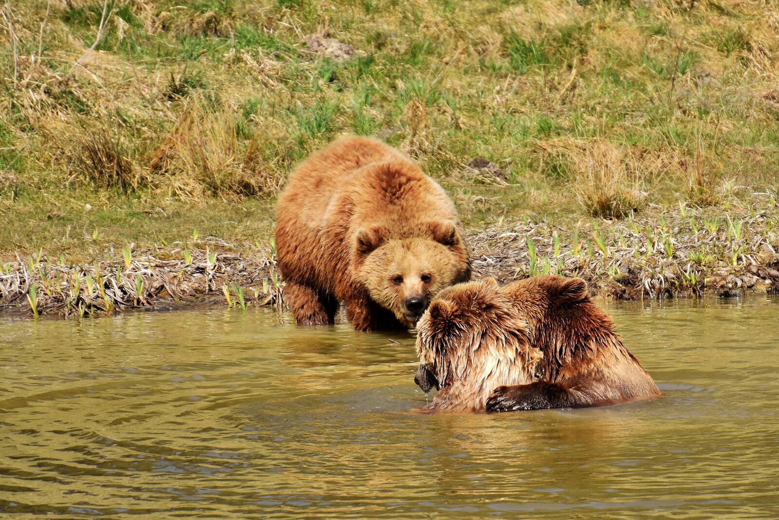 Nikon D7200 sample photo. European brown bear, water photography