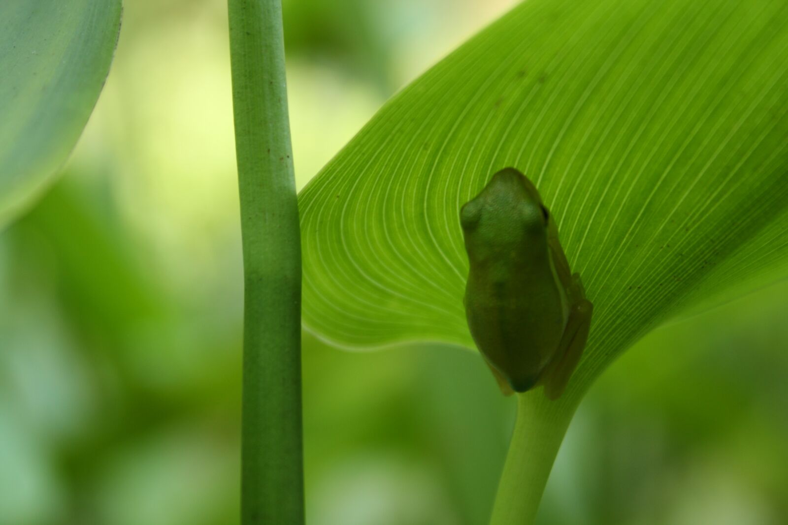 Canon EOS 1000D (EOS Digital Rebel XS / EOS Kiss F) sample photo. Frog, nature, leaf photography