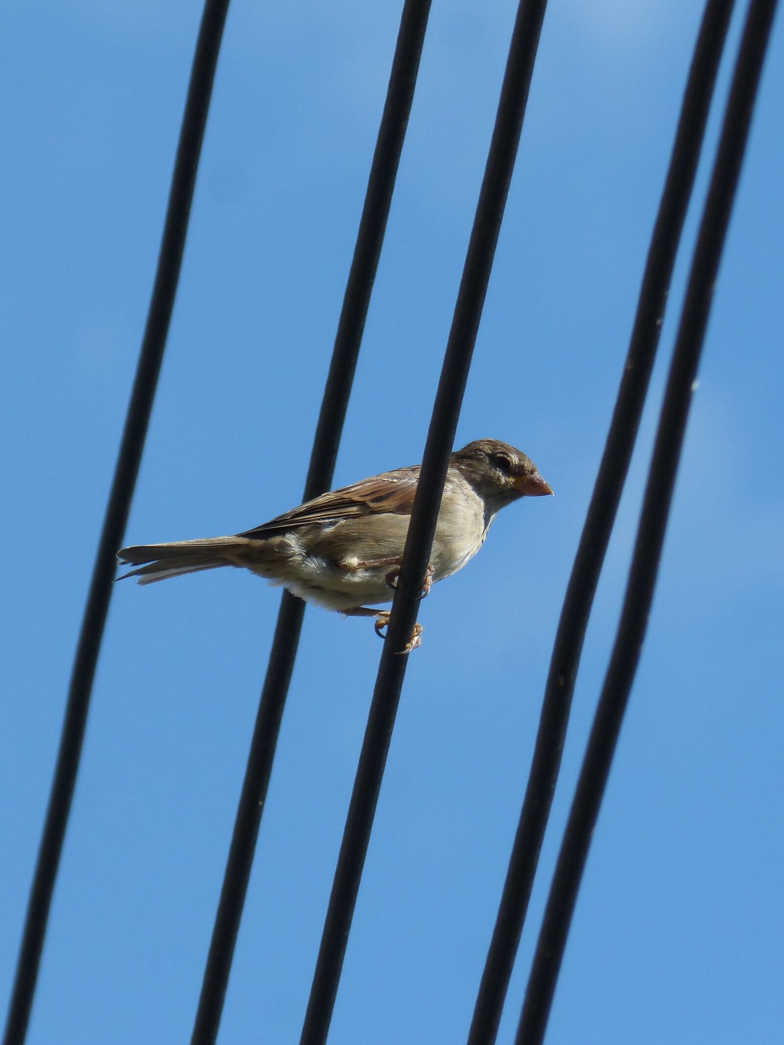 Panasonic DMC-FZ62 sample photo. Sparrow, bird, cables photography