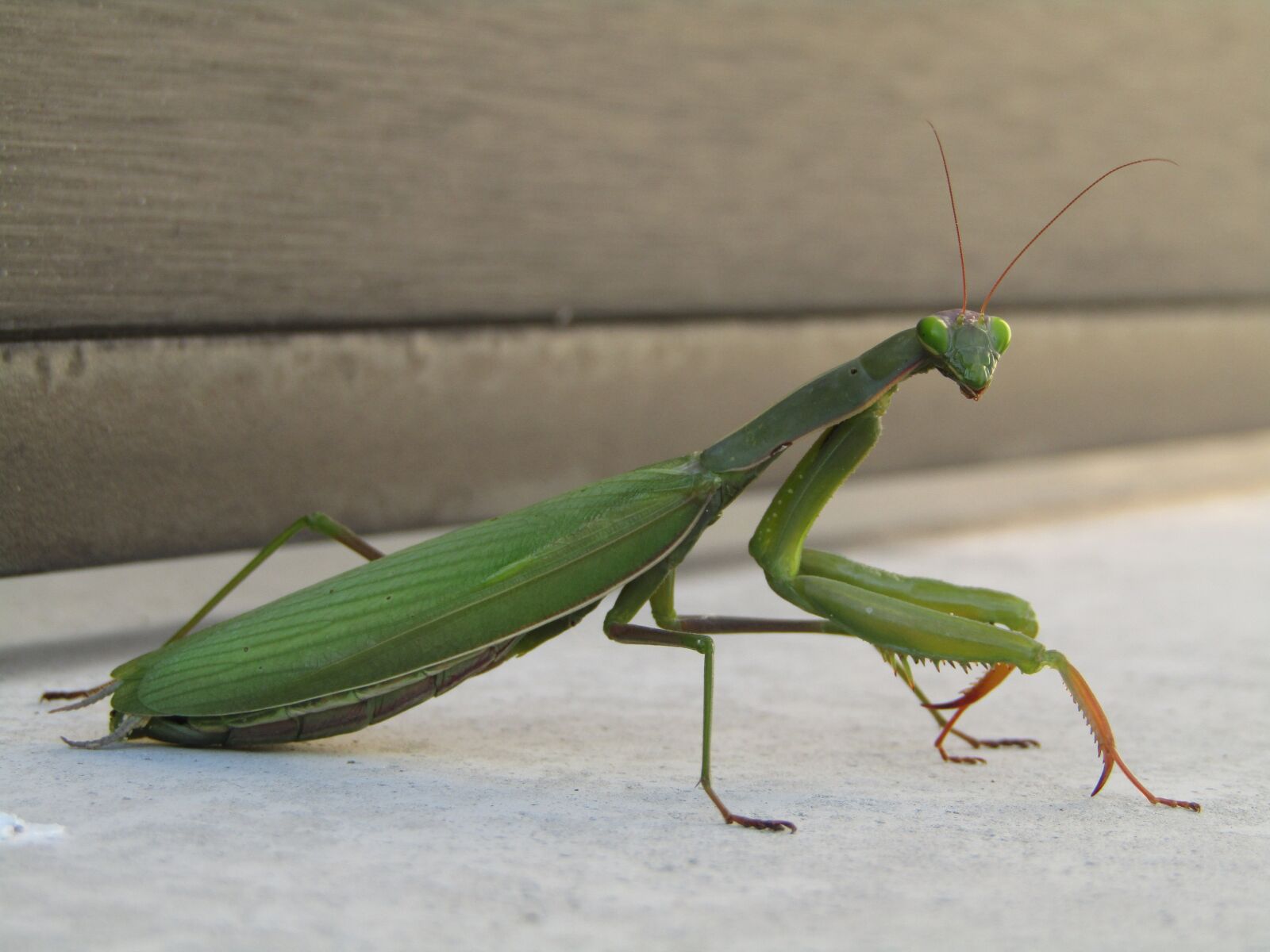 Canon PowerShot SX410 IS sample photo. Insect, mantis, mantis religiosa photography
