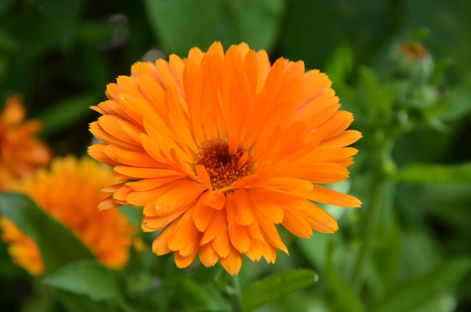 Nikon D5100 sample photo. Floral, nature, yellow photography