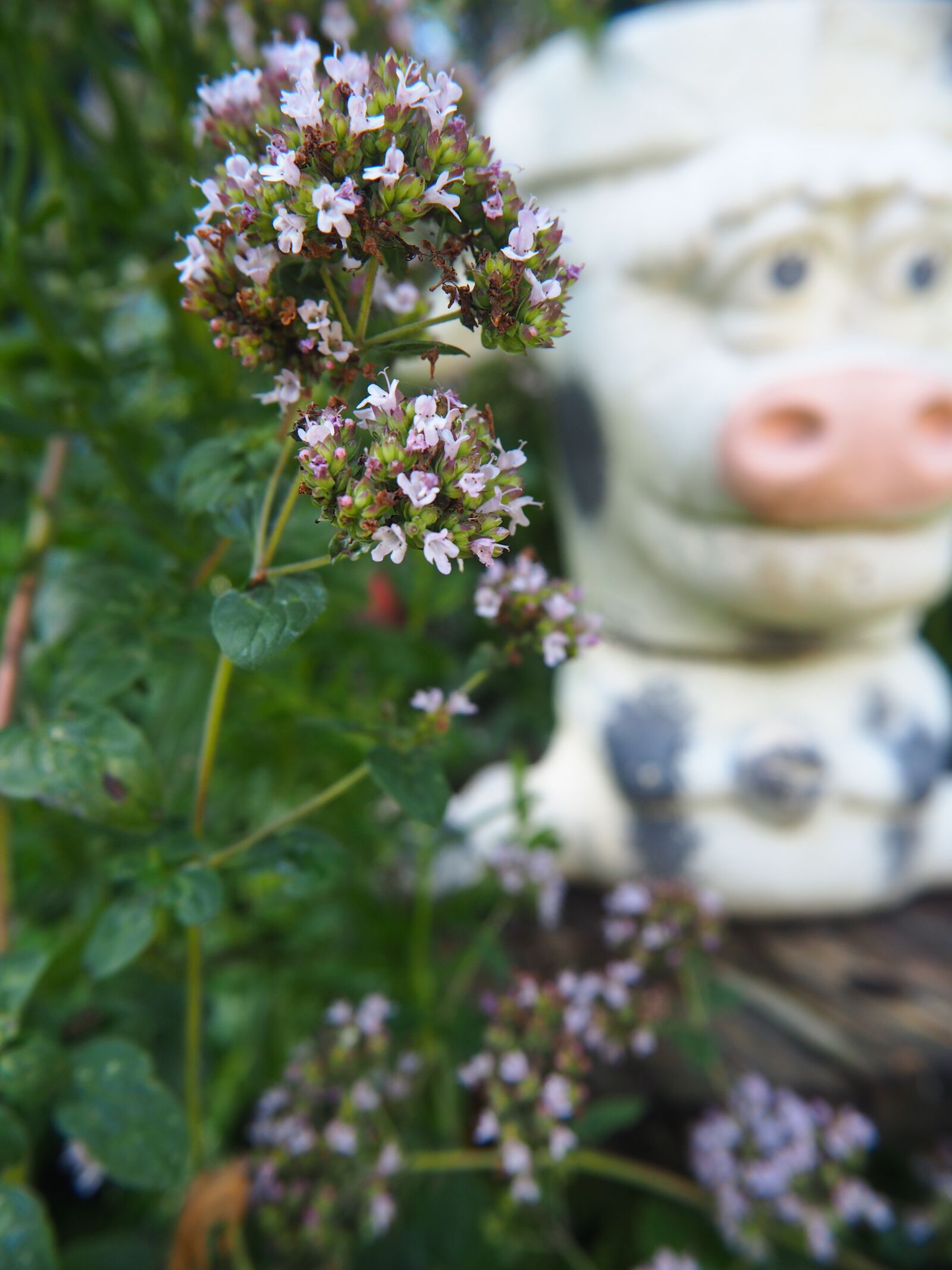 Olympus OM-D E-M10 sample photo. Flowers, oregano, garden photography