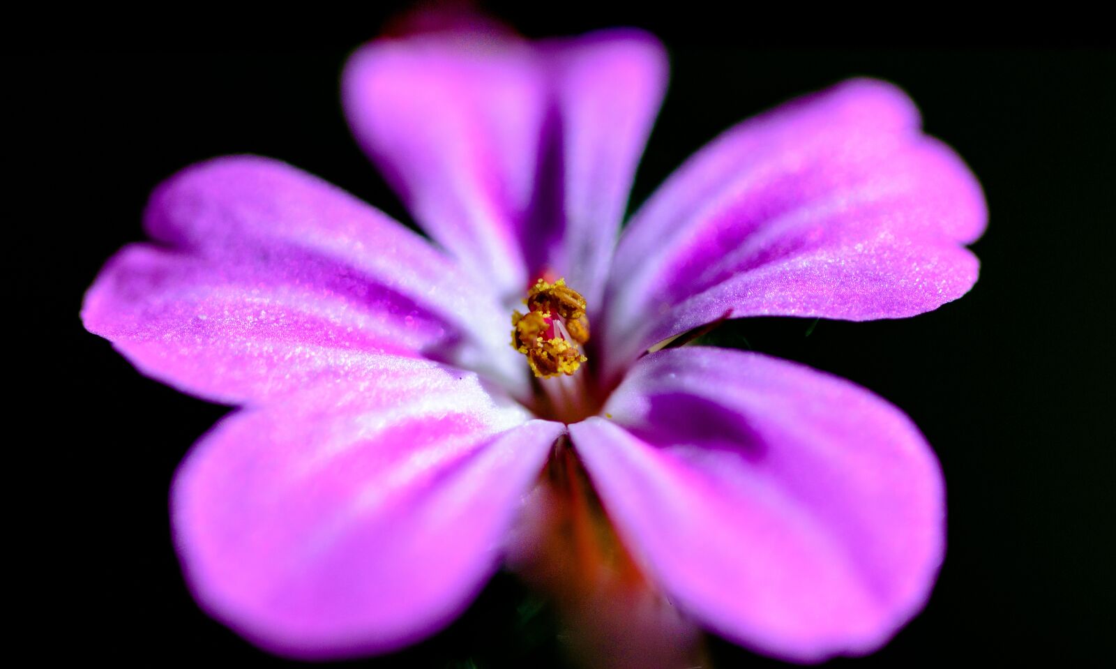 Nikon D5300 sample photo. Flower, purple, pink photography