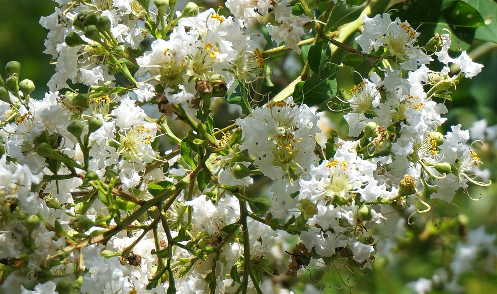 Sony Alpha NEX-5T sample photo. Crepe myrtle blossoms, crepe photography