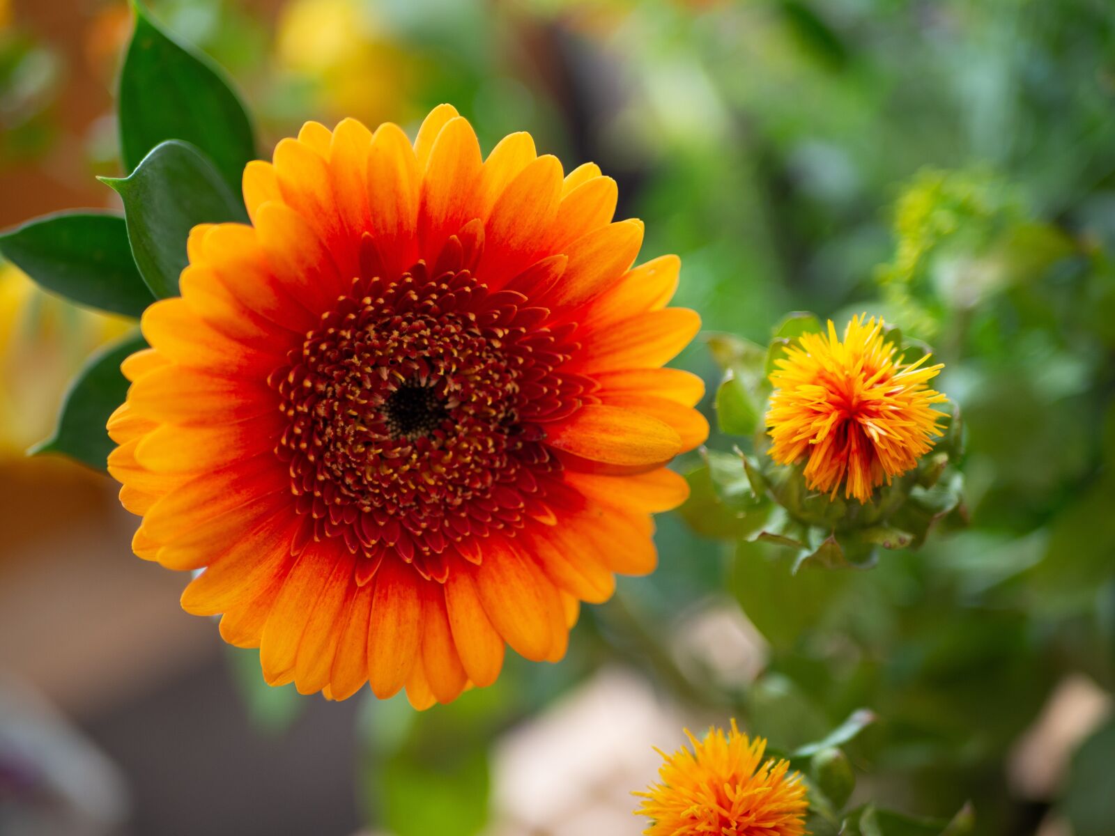 Olympus OM-D E-M10 II + LUMIX G 25/F1.7 sample photo. Mini gerbera, flower, orange photography