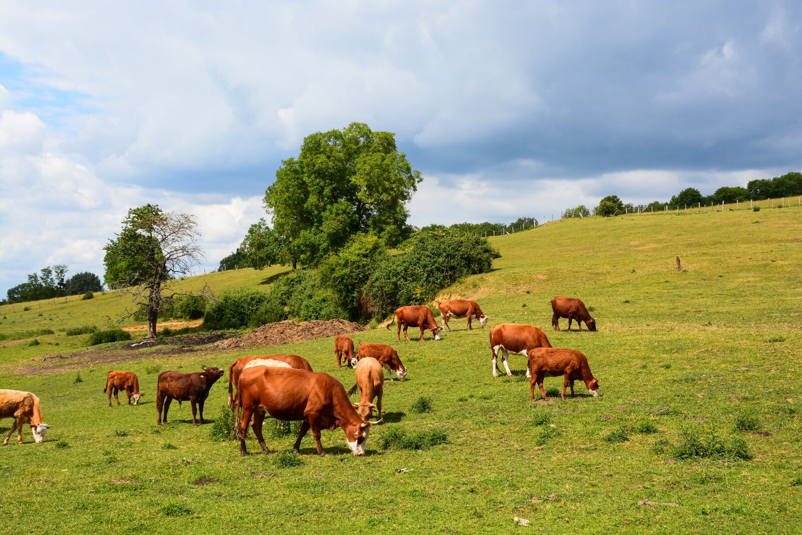 Nikon D7100 sample photo. Cow, dairy cow, animal photography