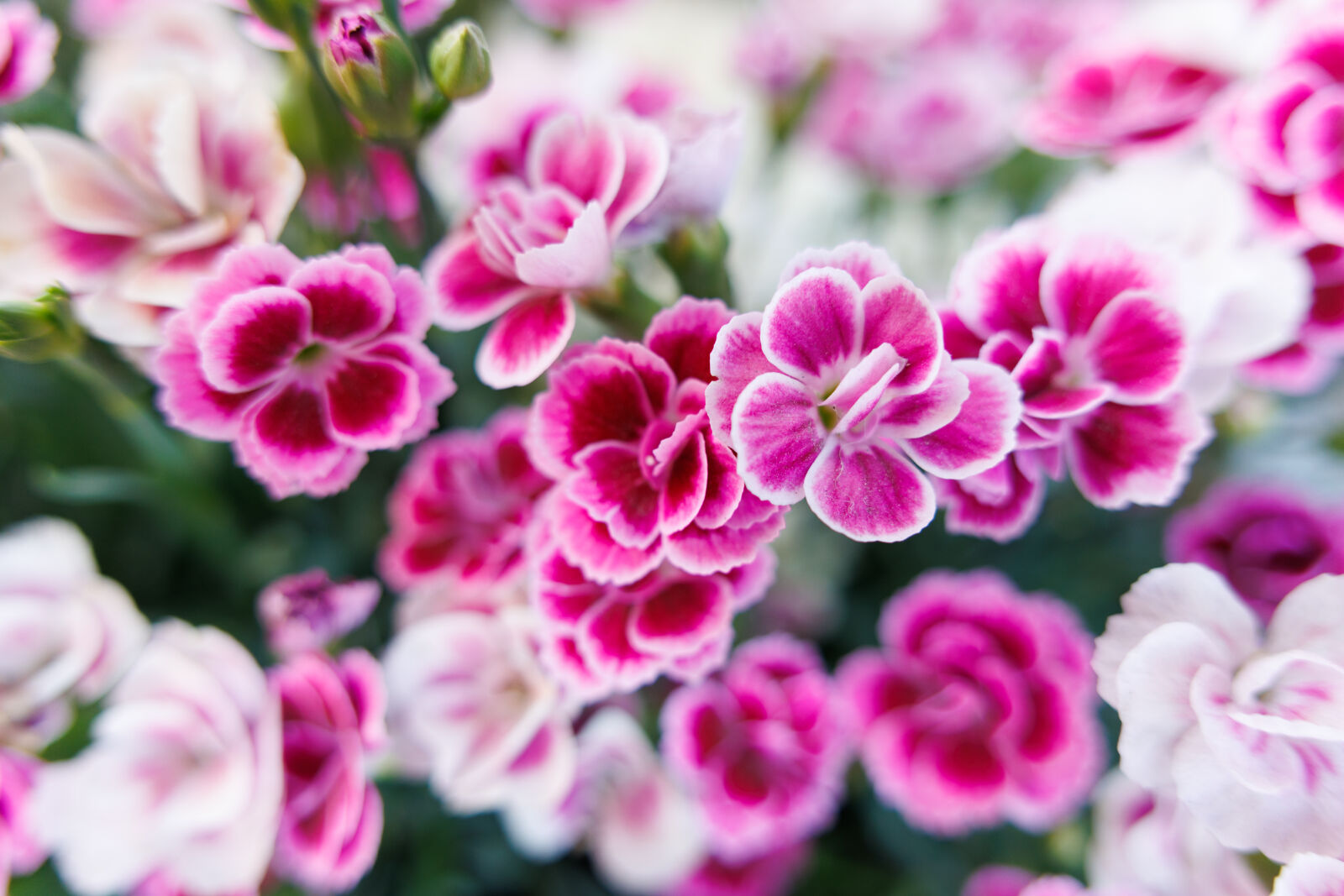 Canon EOS R7 sample photo. Flower bokeh photography