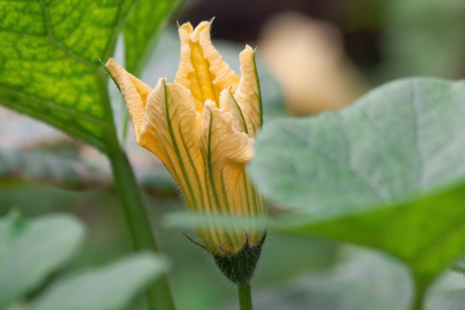 Canon EOS 50D sample photo. Pumpkin, hokkaido, vegetables photography
