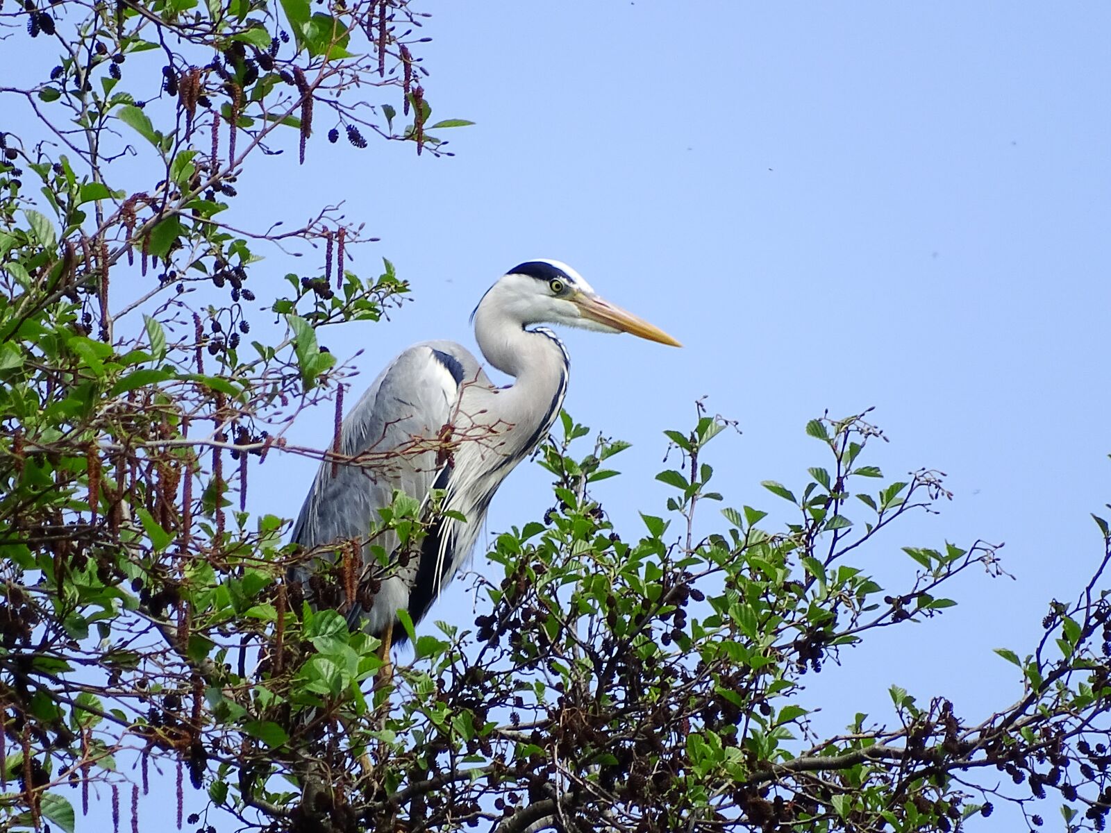 Sony Cyber-shot DSC-HX400V sample photo. Bird, heron, nature photography