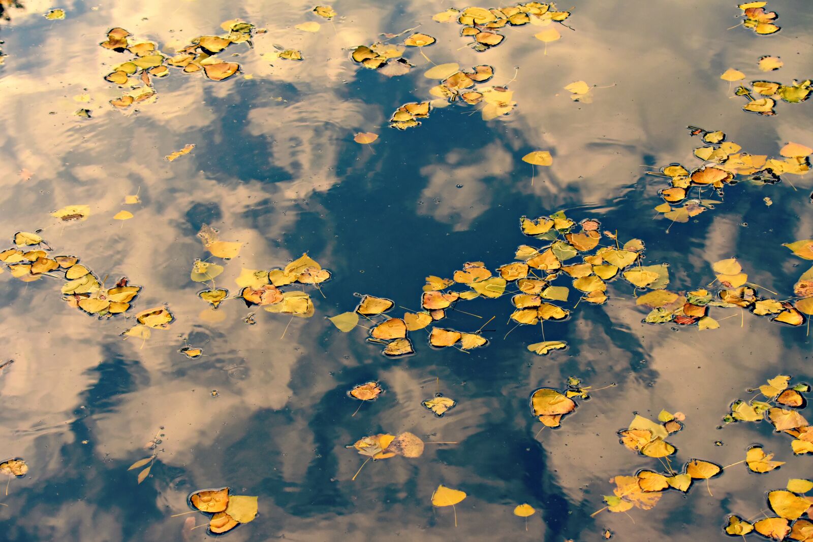 Nikon D750 sample photo. Autumn leaves, water, cloud photography