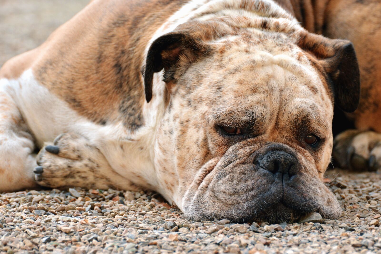 Nikon D5200 sample photo. Dog, head, pet, animal photography