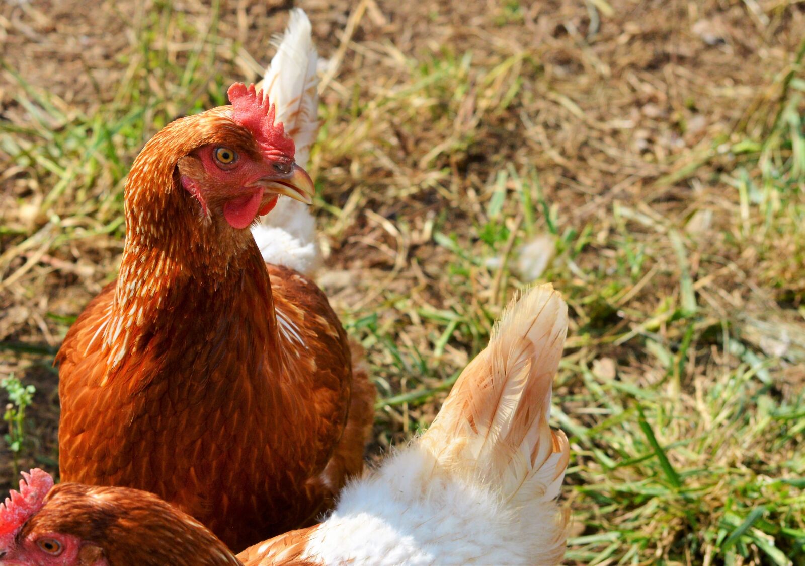 Nikon D3200 sample photo. Chicken, hen, poultry photography
