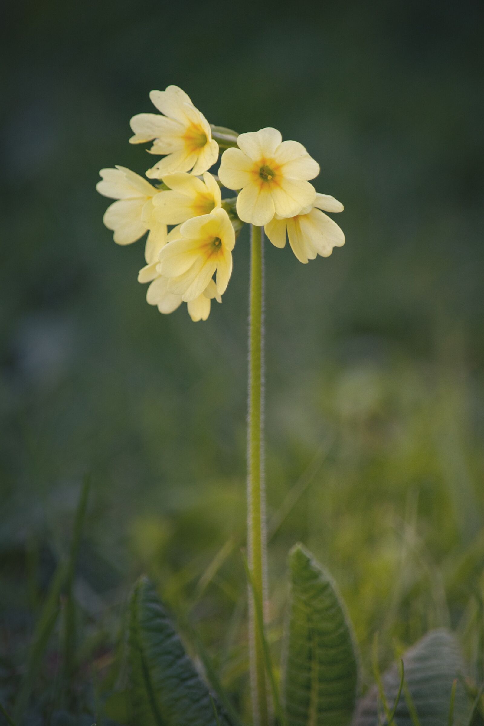 Nikon D7100 sample photo. Cowslip, flower, pointed flower photography