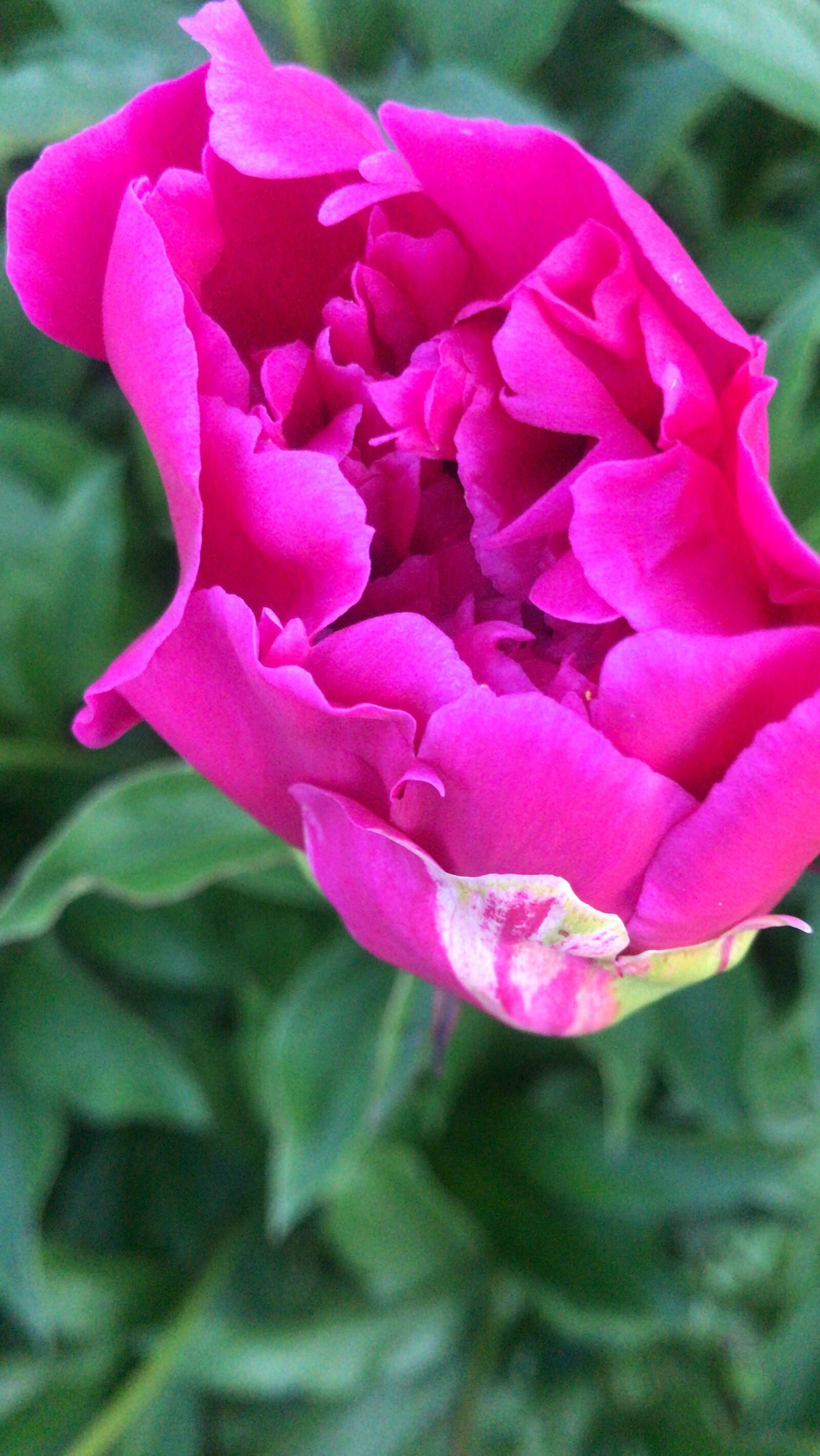 iPhone 7 Plus back camera 3.99mm f/1.8 sample photo. Peony, bud, pink photography