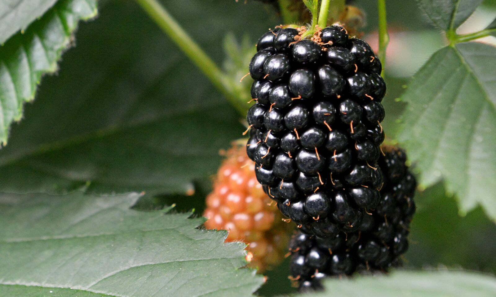 Nikon D4 sample photo. Blackberry, blackberries, berries photography