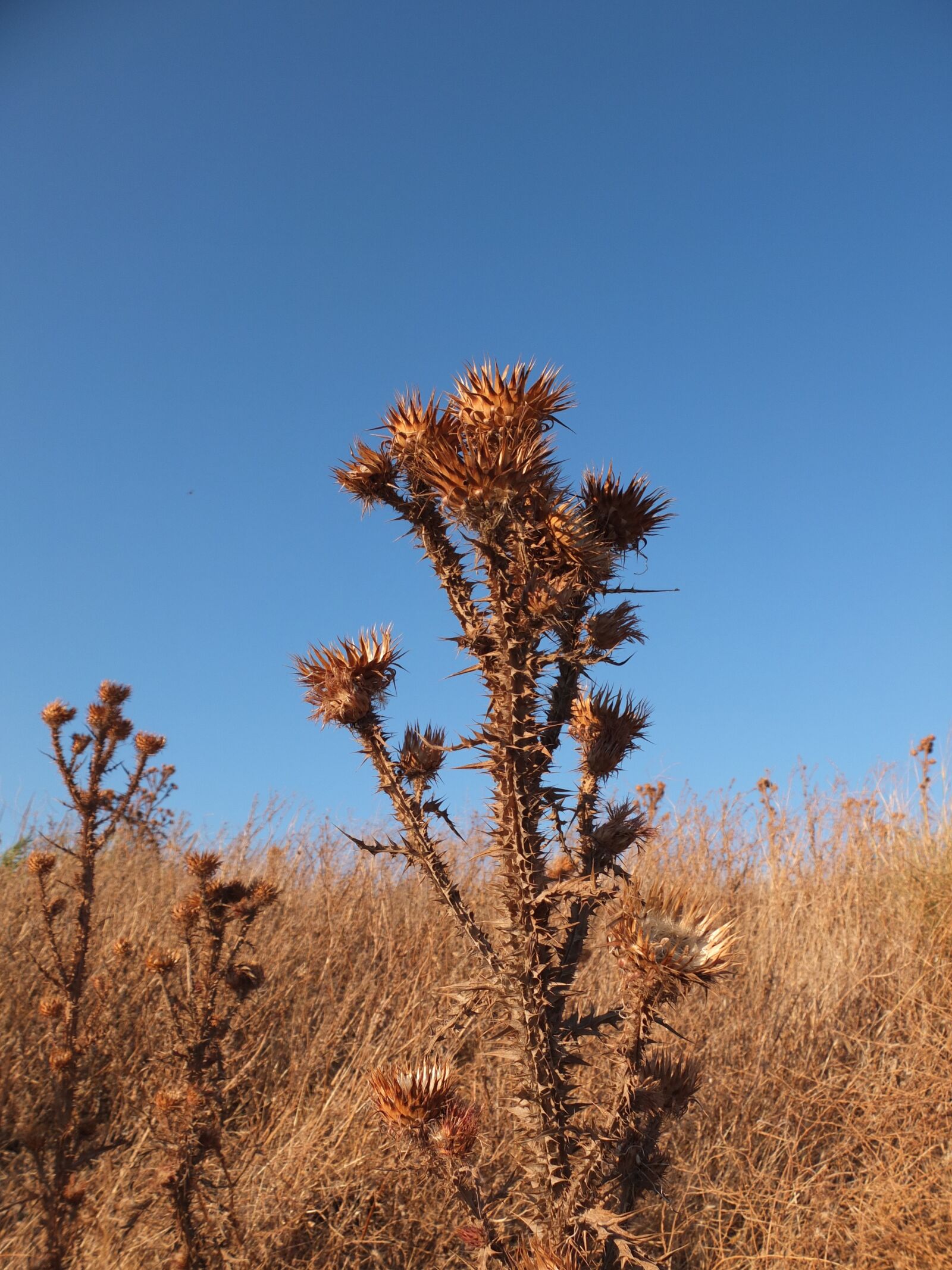 Fujifilm X10 sample photo. Thistle, blossom, bloom photography