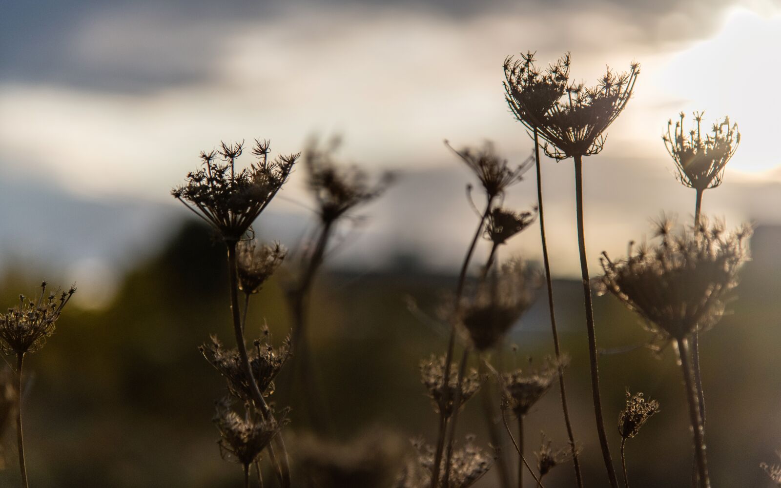 Nikon D850 sample photo. Country, autumn, nature photography