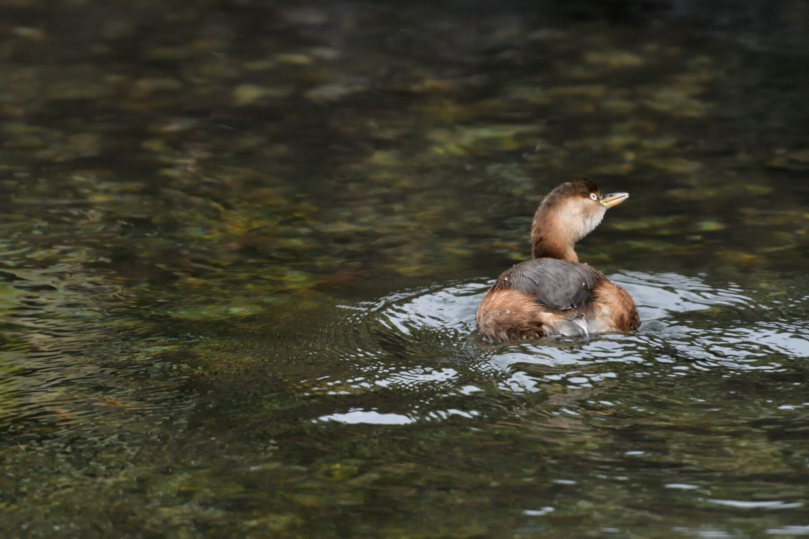 Nikon D500 sample photo. Waters, pond, bird photography