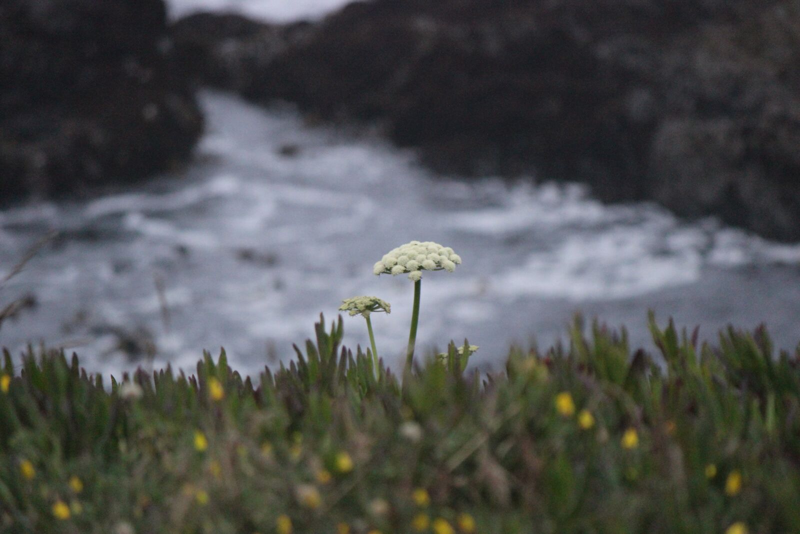 Canon EOS 600D (Rebel EOS T3i / EOS Kiss X5) sample photo. Ocean, flower, nature photography