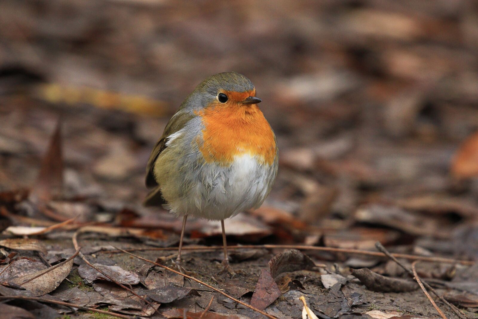 Canon EOS 7D Mark II sample photo. Bird, plumage, singing photography