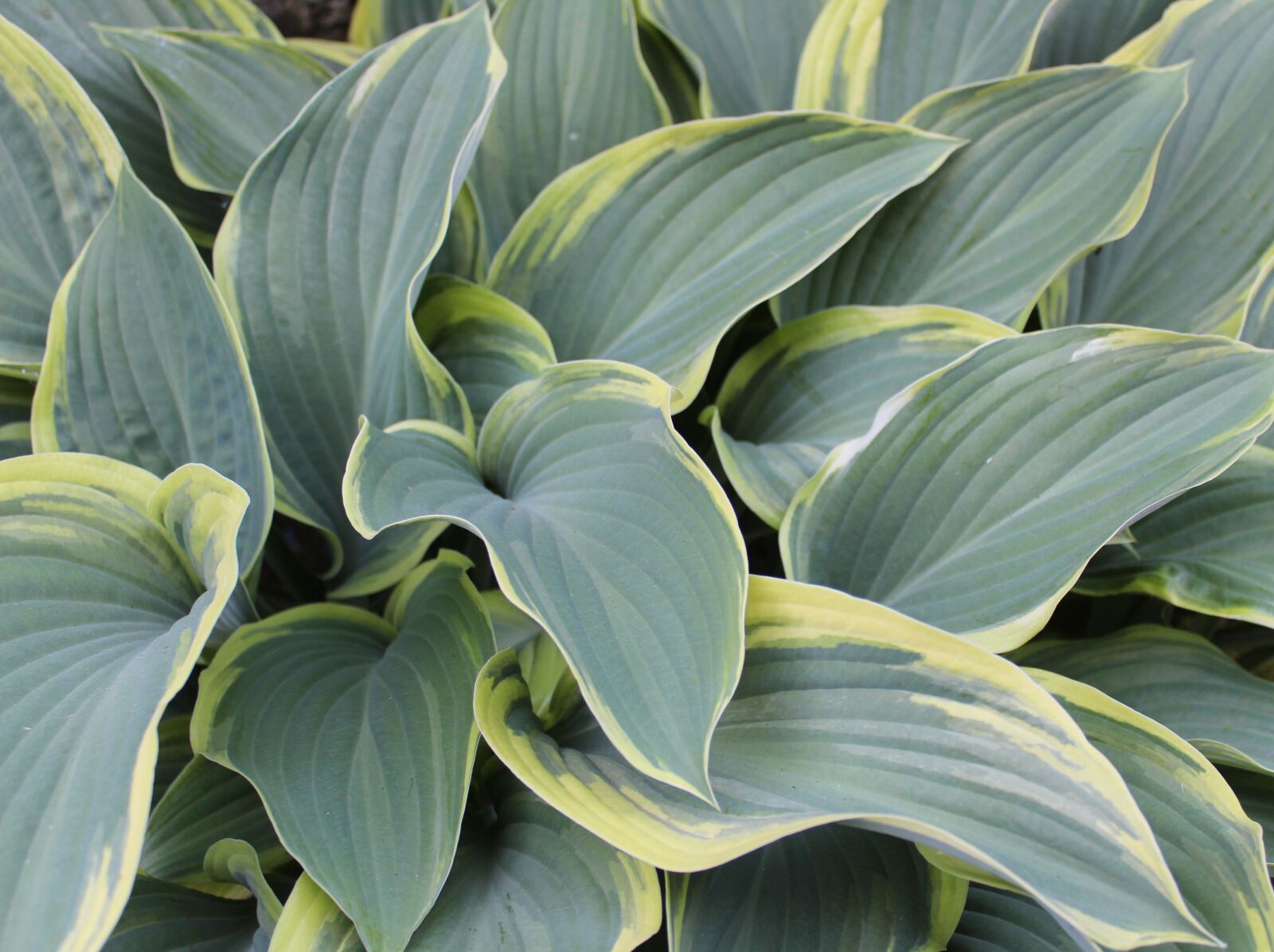 Canon EOS 1300D (EOS Rebel T6 / EOS Kiss X80) sample photo. Hosta, leaf, green photography