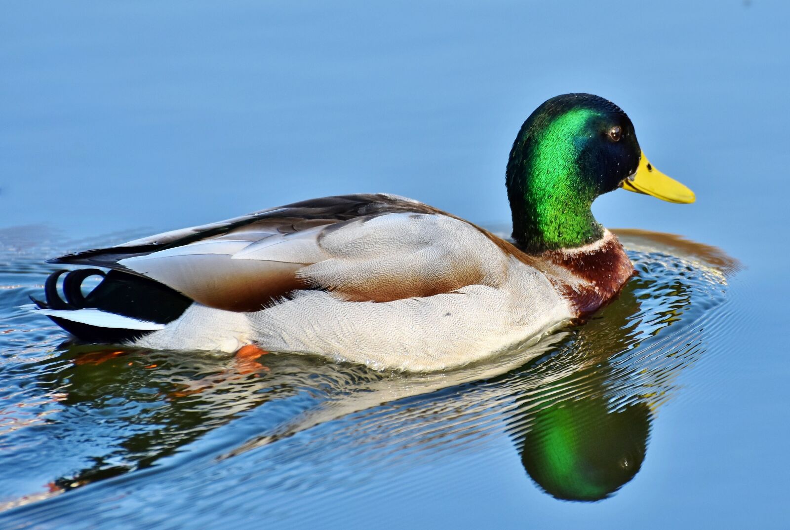 Nikon D7200 sample photo. Duck, drake, water bird photography