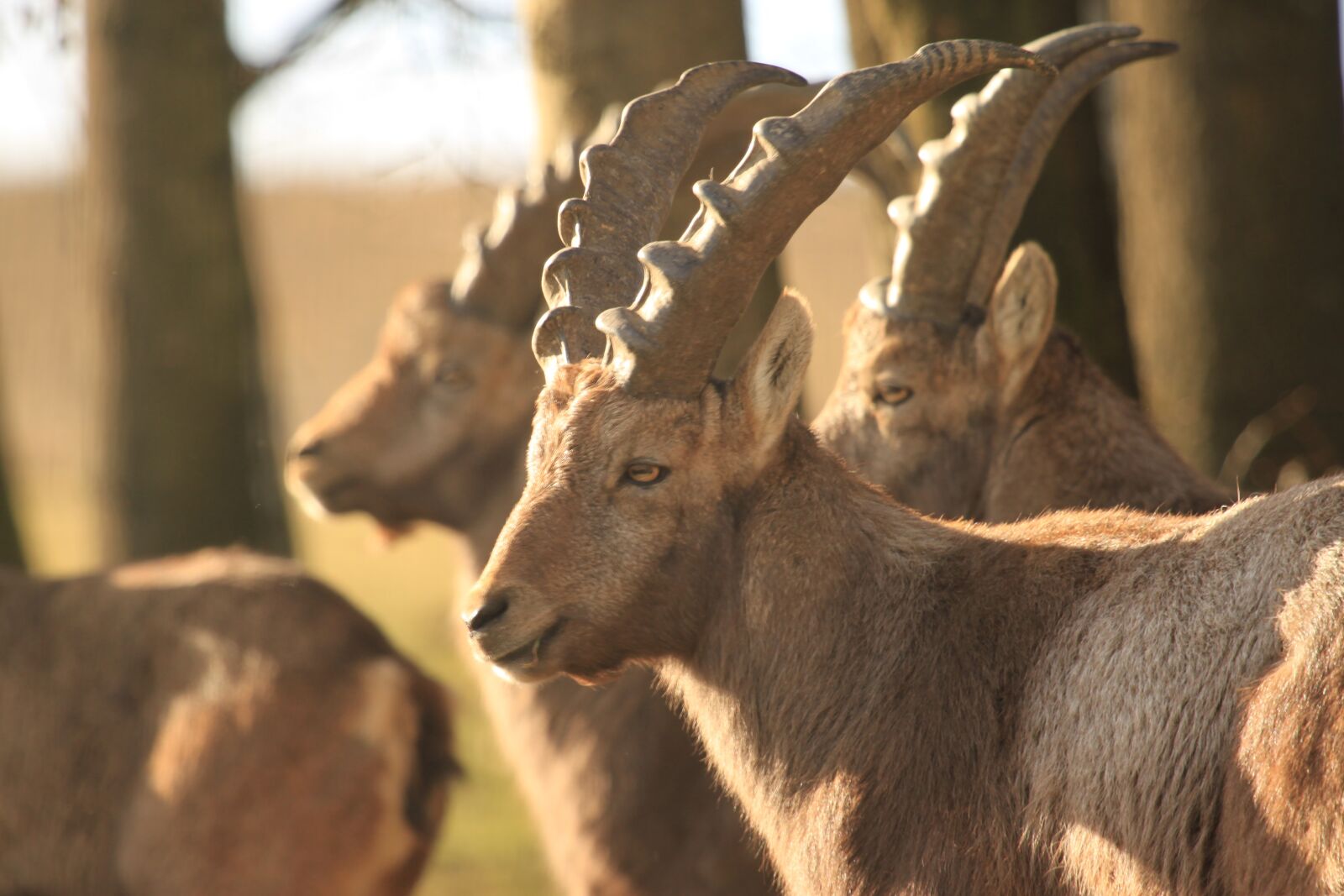 Canon EOS 500D (EOS Rebel T1i / EOS Kiss X3) sample photo. Ibex, animals, nature photography