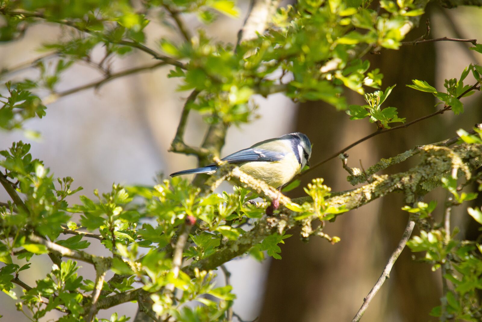 Nikon D600 sample photo. Big tit, bird, tree photography