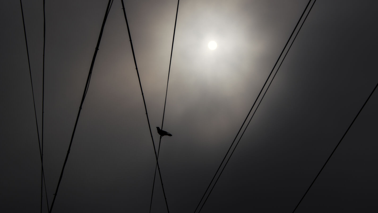 Canon EOS 750D (EOS Rebel T6i / EOS Kiss X8i) sample photo. Bird, smoke photography