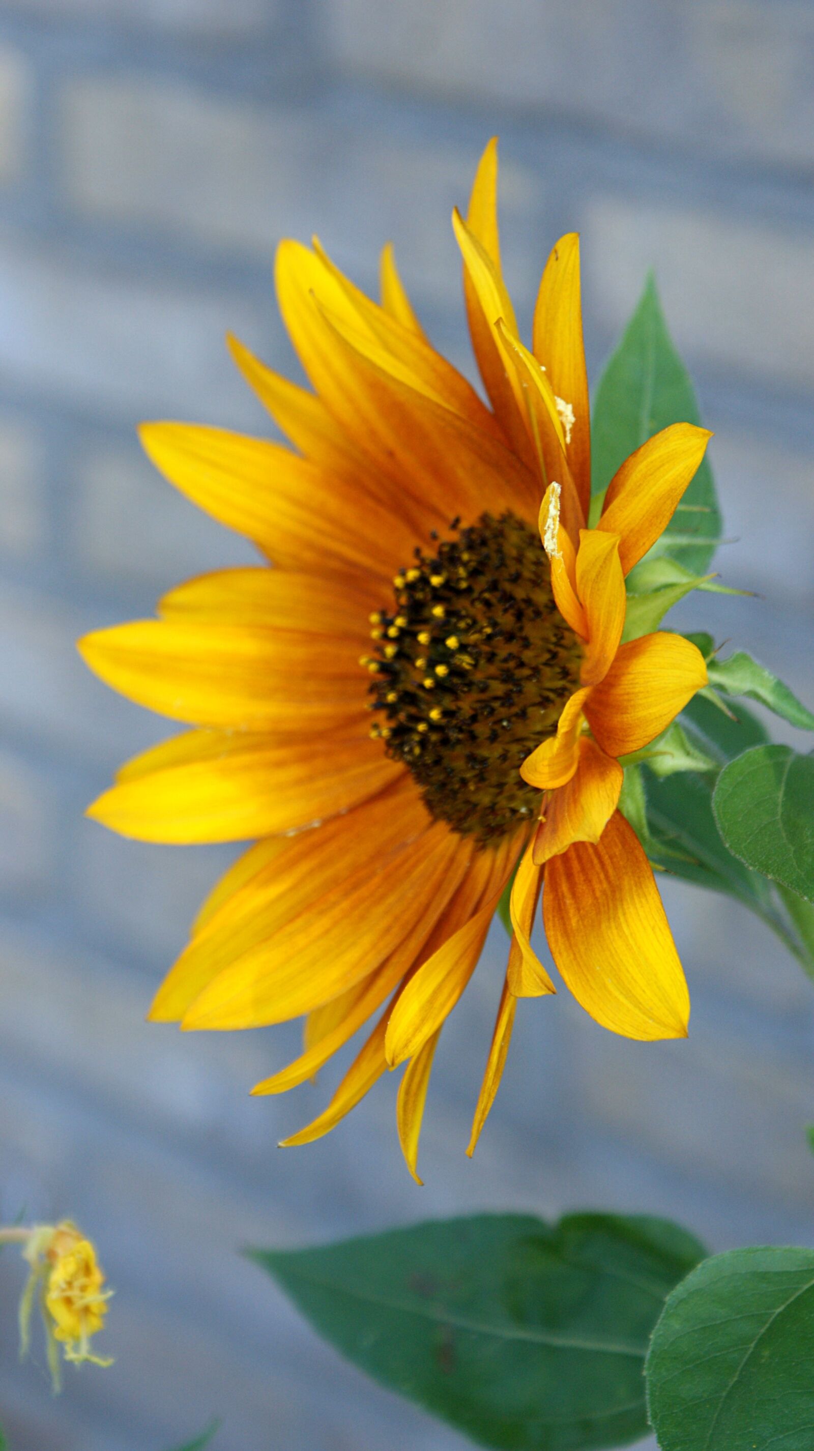 Sony Alpha DSLR-A350 sample photo. Sunflower, red, flower photography