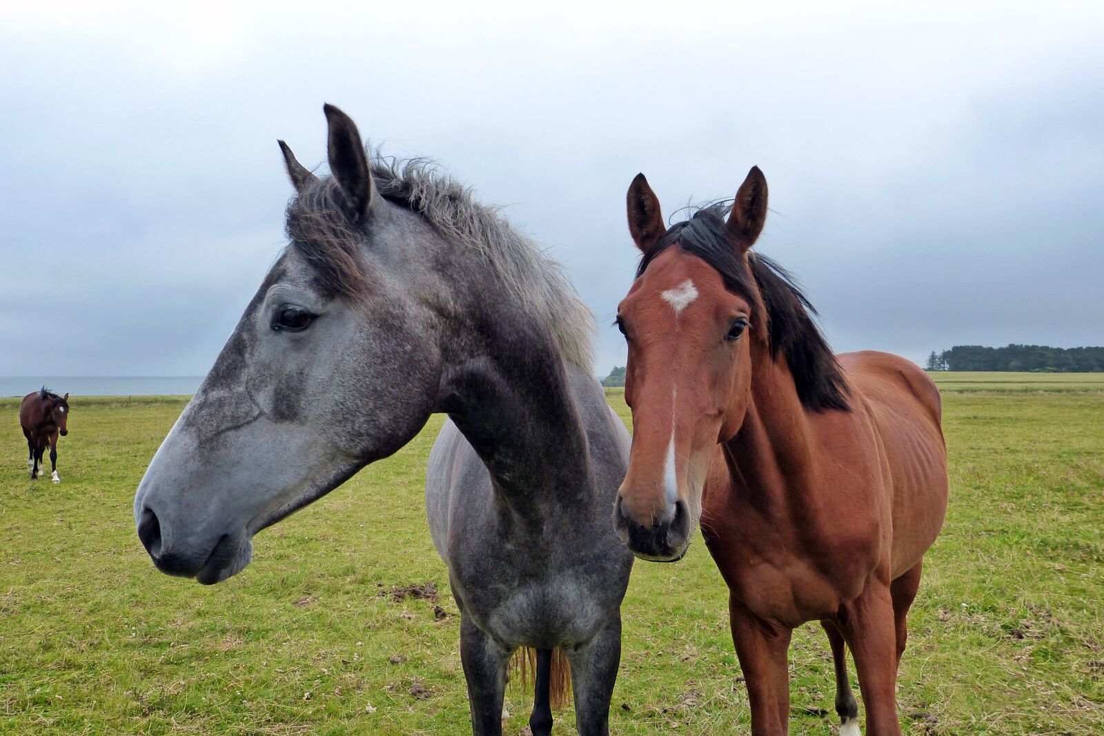 Panasonic Lumix DMC-FZ150 sample photo. Horse, horse head, coupling photography