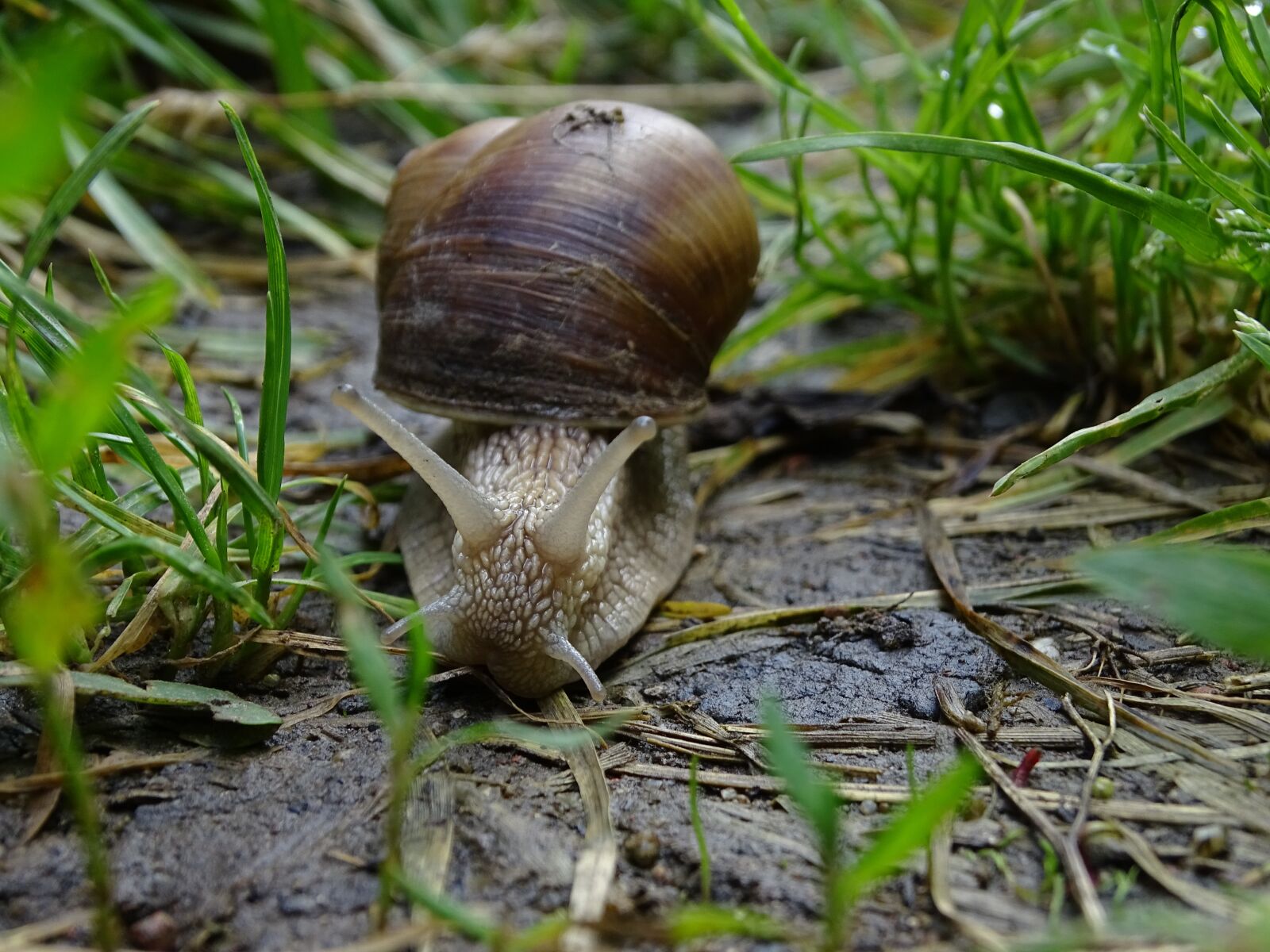 Sony Cyber-shot DSC-HX400V sample photo. Worm, conch, macro photography