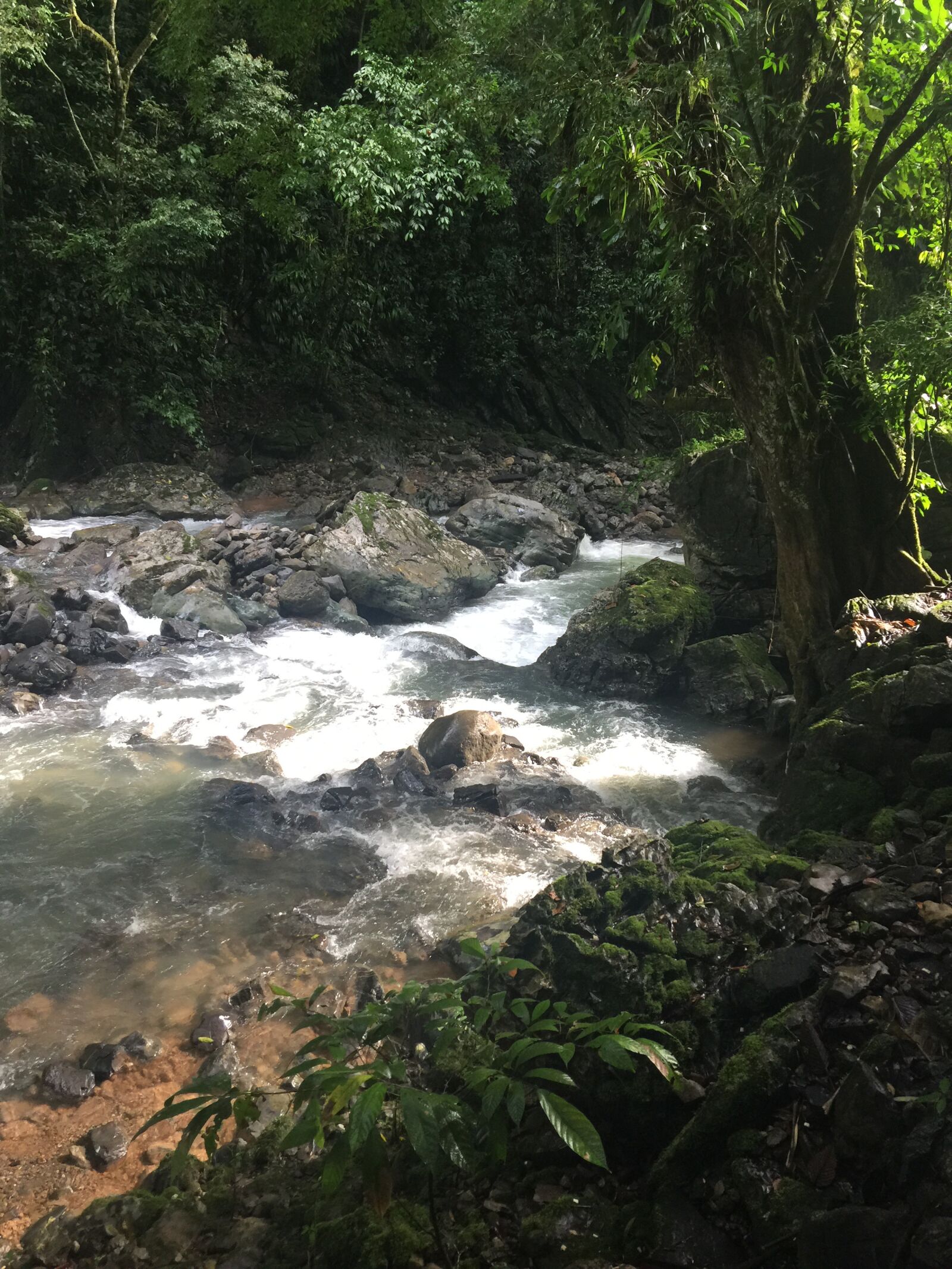 iPhone 6 Plus back camera 4.15mm f/2.2 sample photo. Nature, green, landscape photography