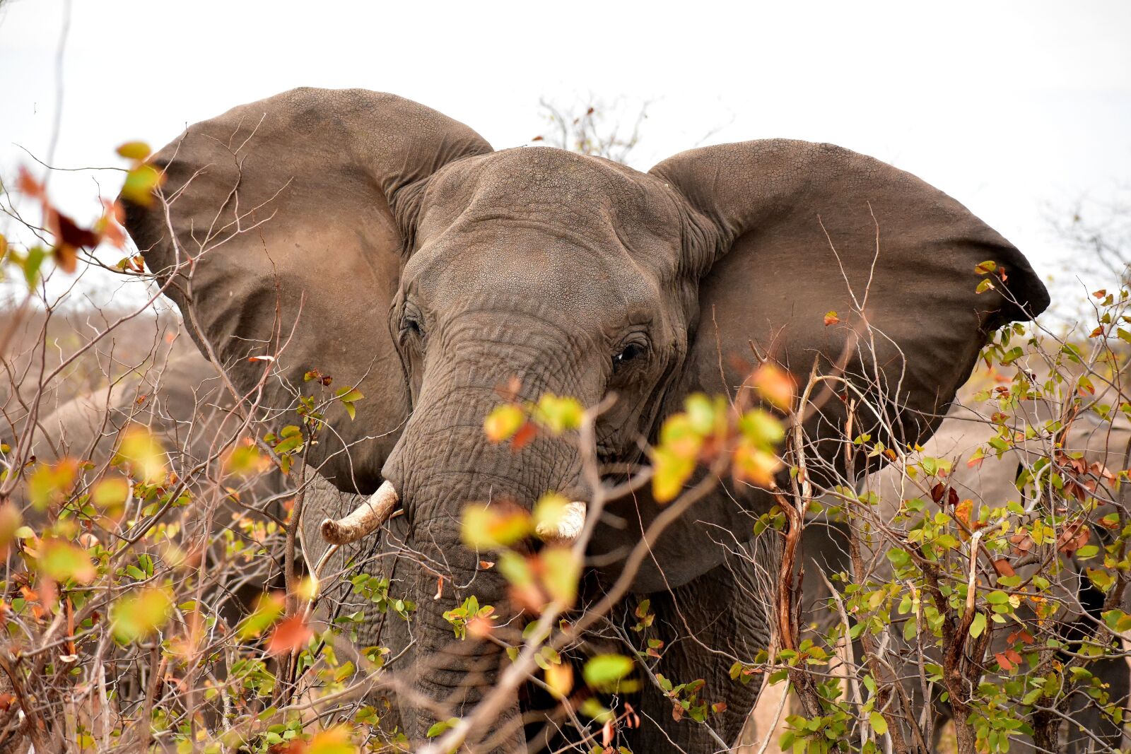 Nikon D3400 sample photo. Elephant, south africa, africa photography