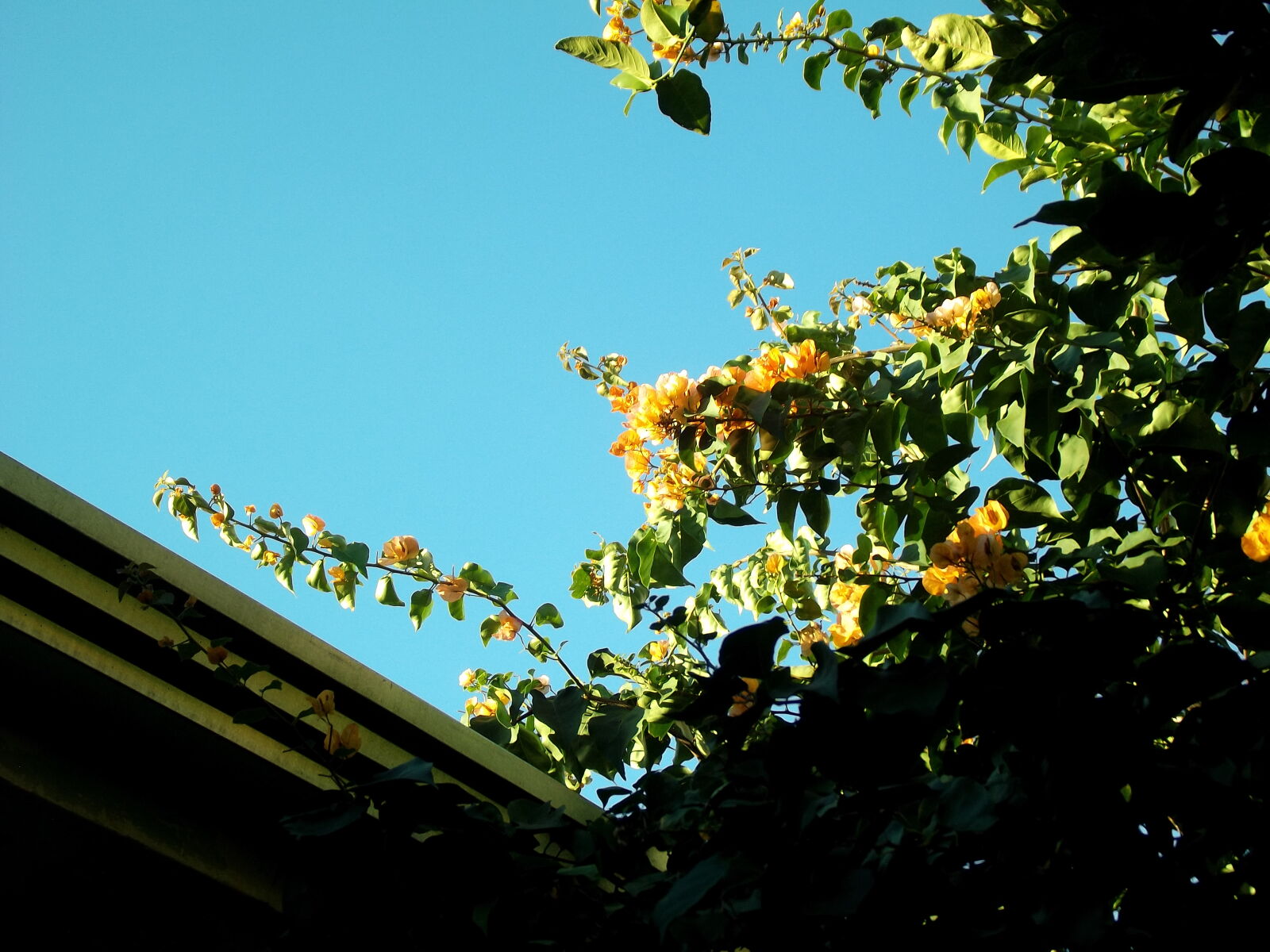 Fujifilm FinePix S2980 sample photo