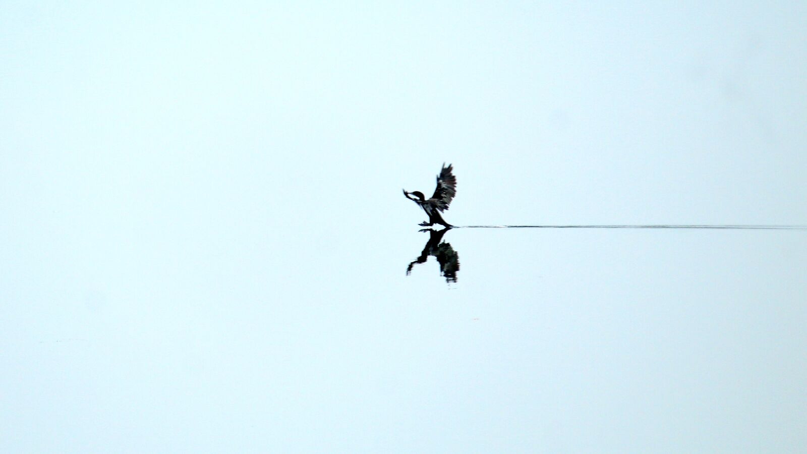 Canon EOS 1300D (EOS Rebel T6 / EOS Kiss X80) sample photo. Kerala, india, little cormorant photography