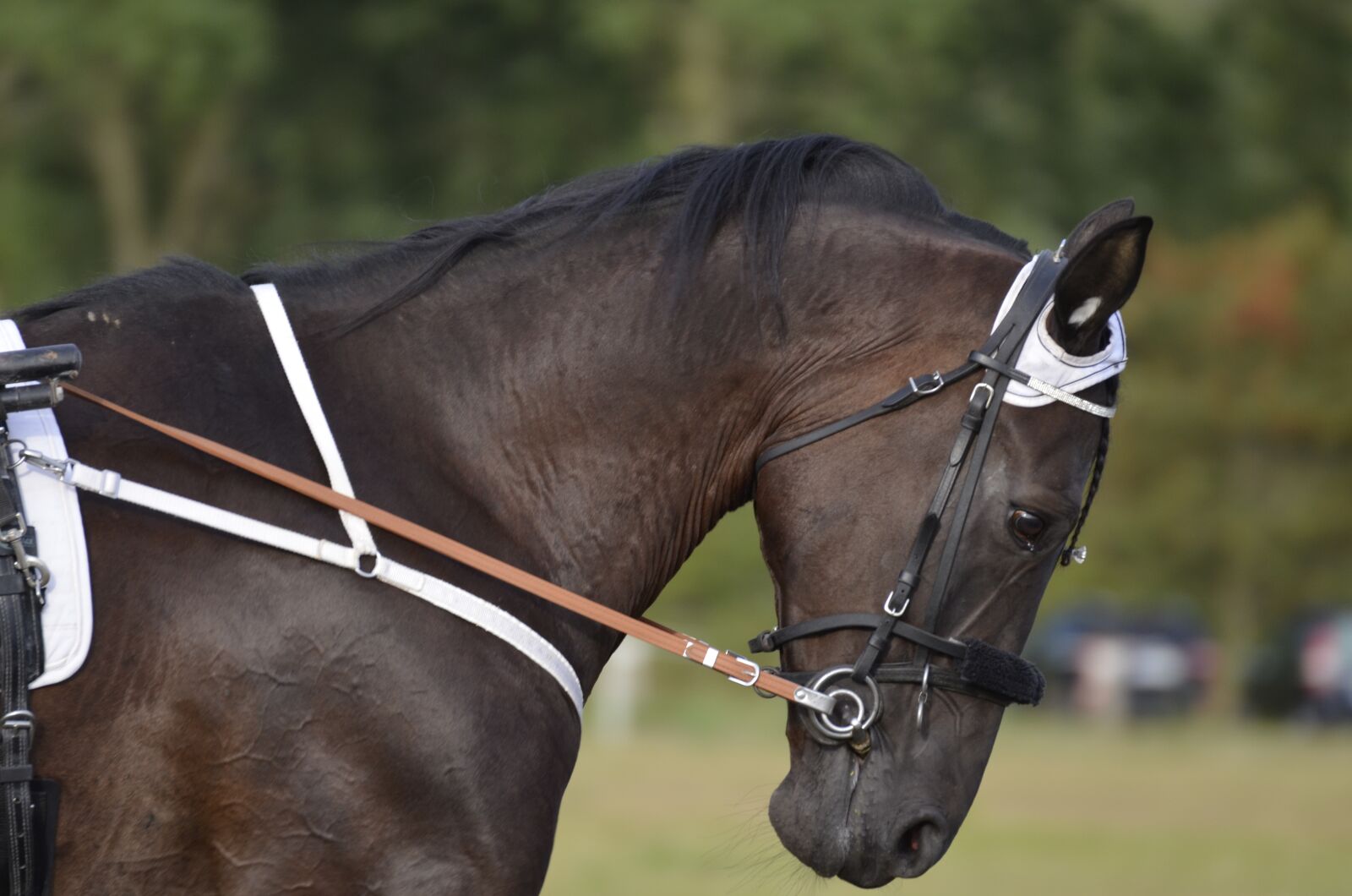 Nikon D5100 sample photo. Trotting, sport, horse photography