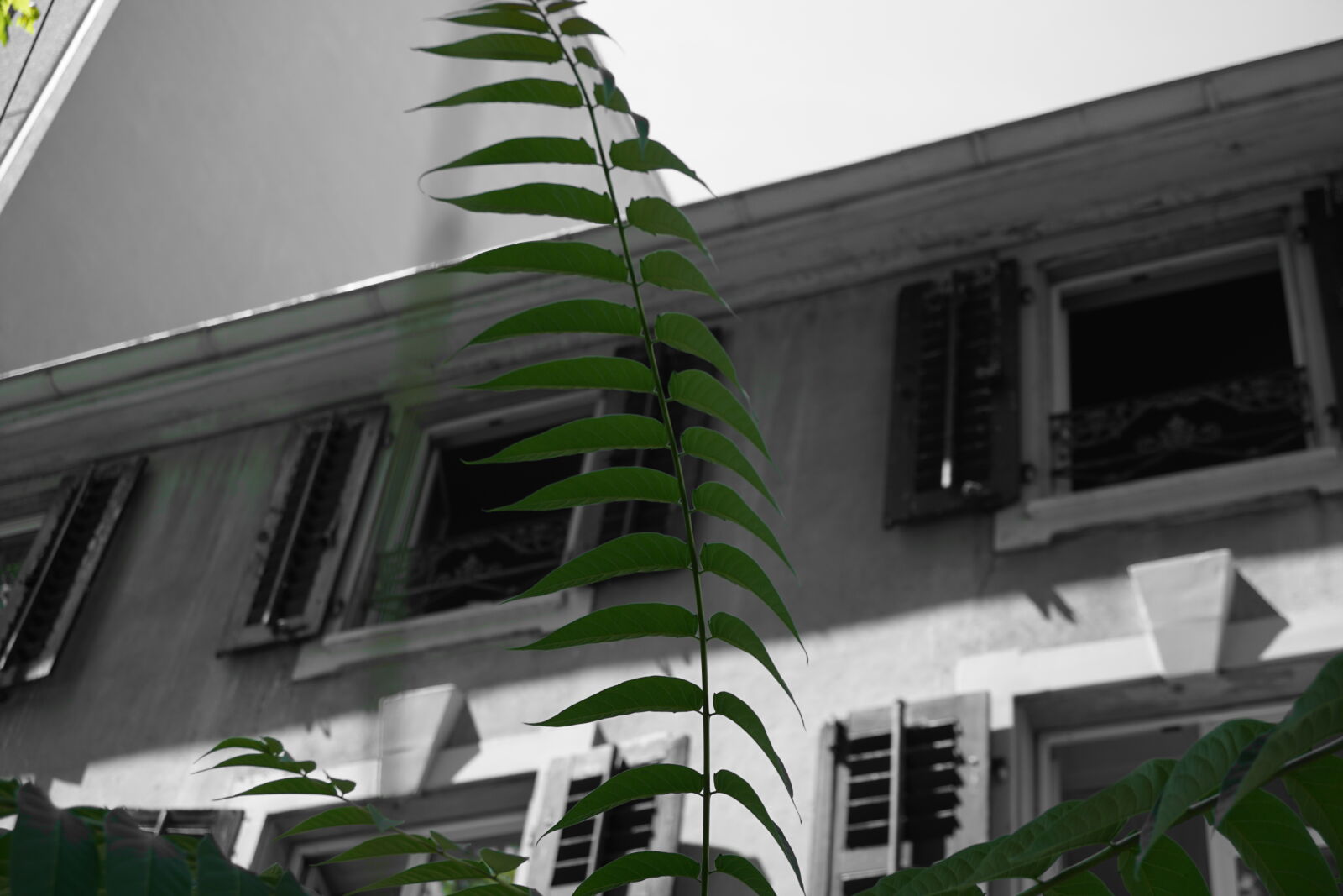 Sony a6000 sample photo. Fern, green, villa photography