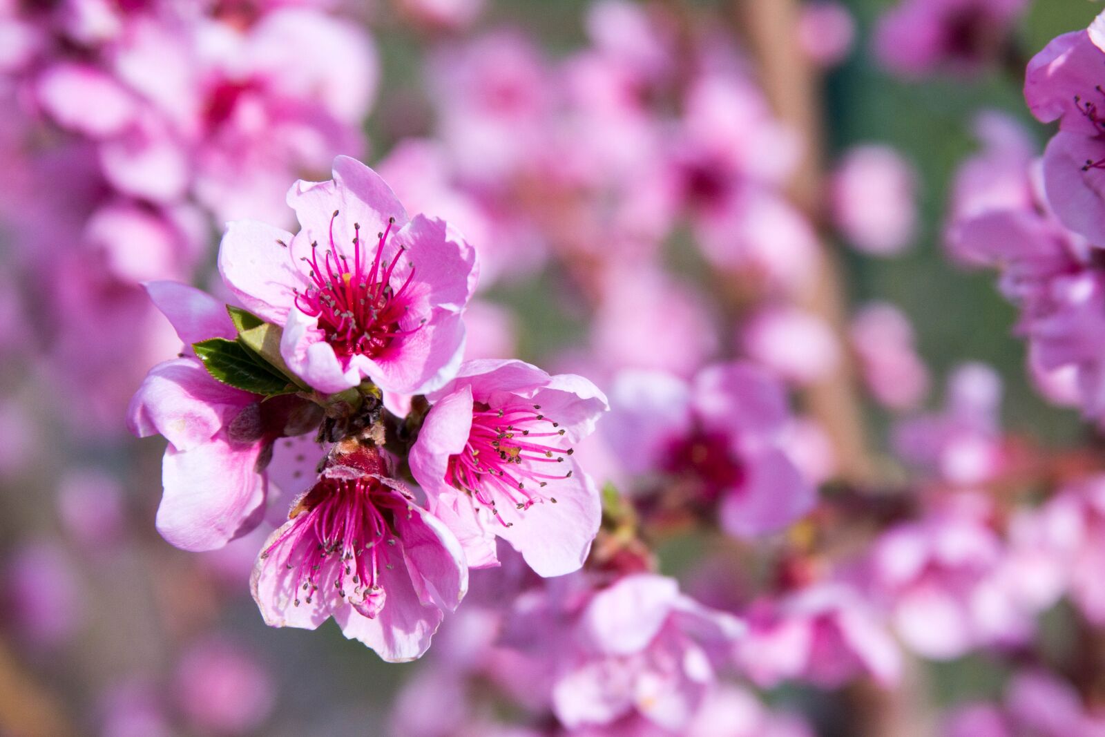 Canon EOS 60D + Canon EF 28-135mm F3.5-5.6 IS USM sample photo. Peach blossom, spring, pink photography