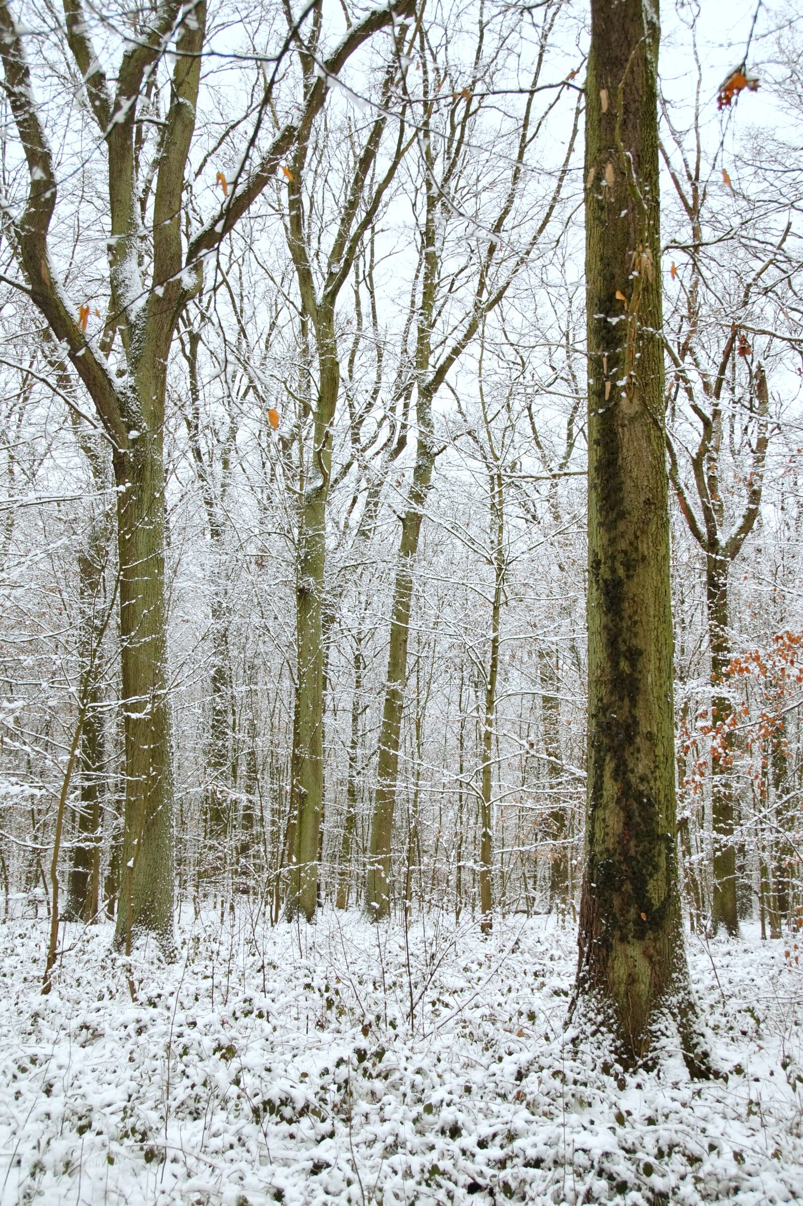 Sony SLT-A58 sample photo. Forest, trees, winter photography