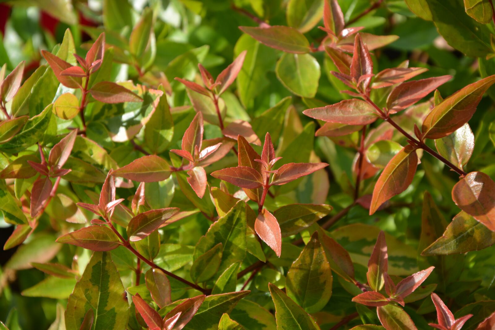 Nikon D5200 sample photo. Sheet ab lia, foliage photography