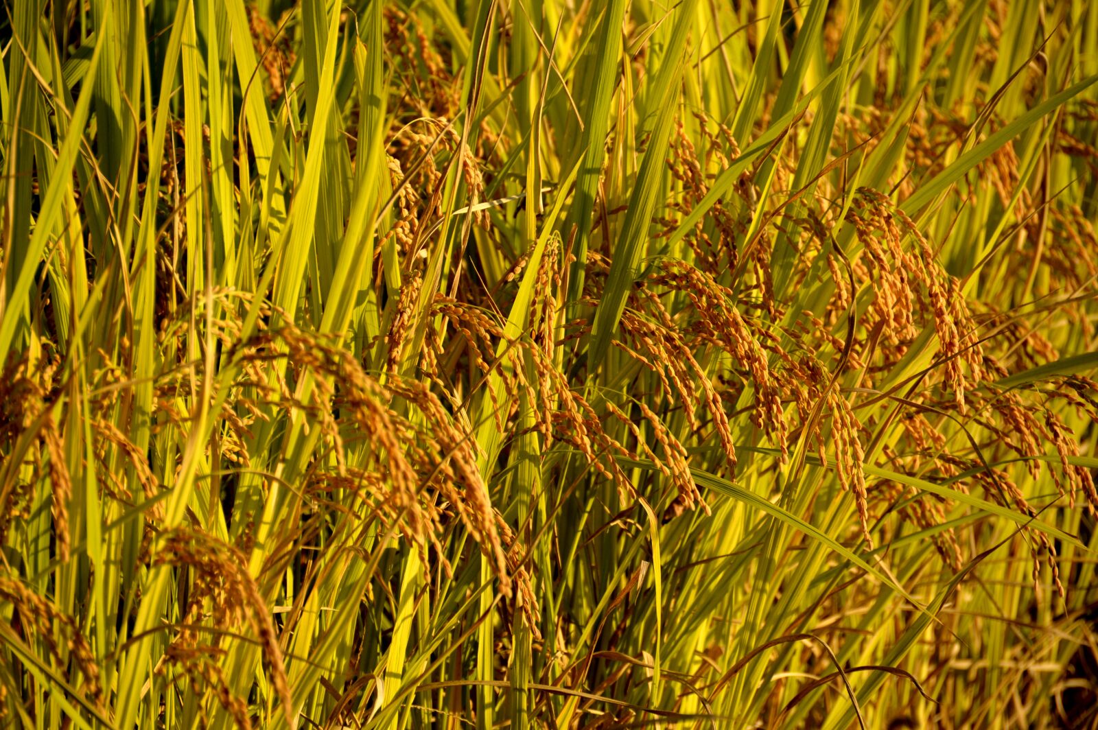 Nikon D3200 sample photo. Rice, ch, autumn photography