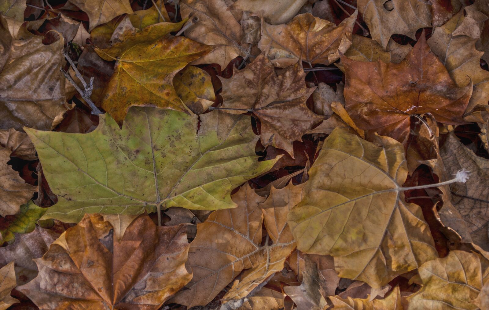 Nikon D7100 sample photo. Leaves, colorful, nature photography