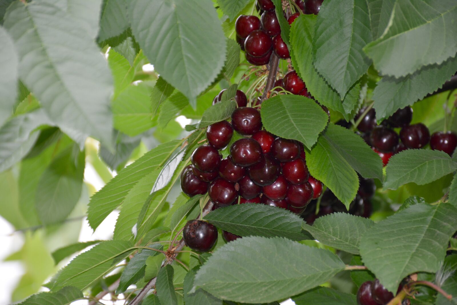 Nikon D7100 sample photo. Cherry, fresh, fruit photography
