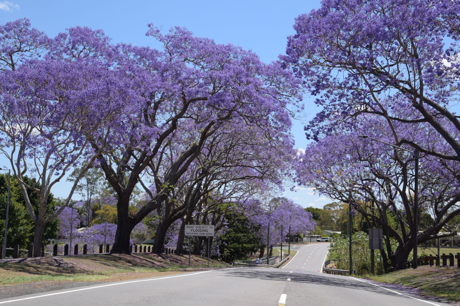 Nikon D5300 sample photo. Jacaranda, queensland, spring photography