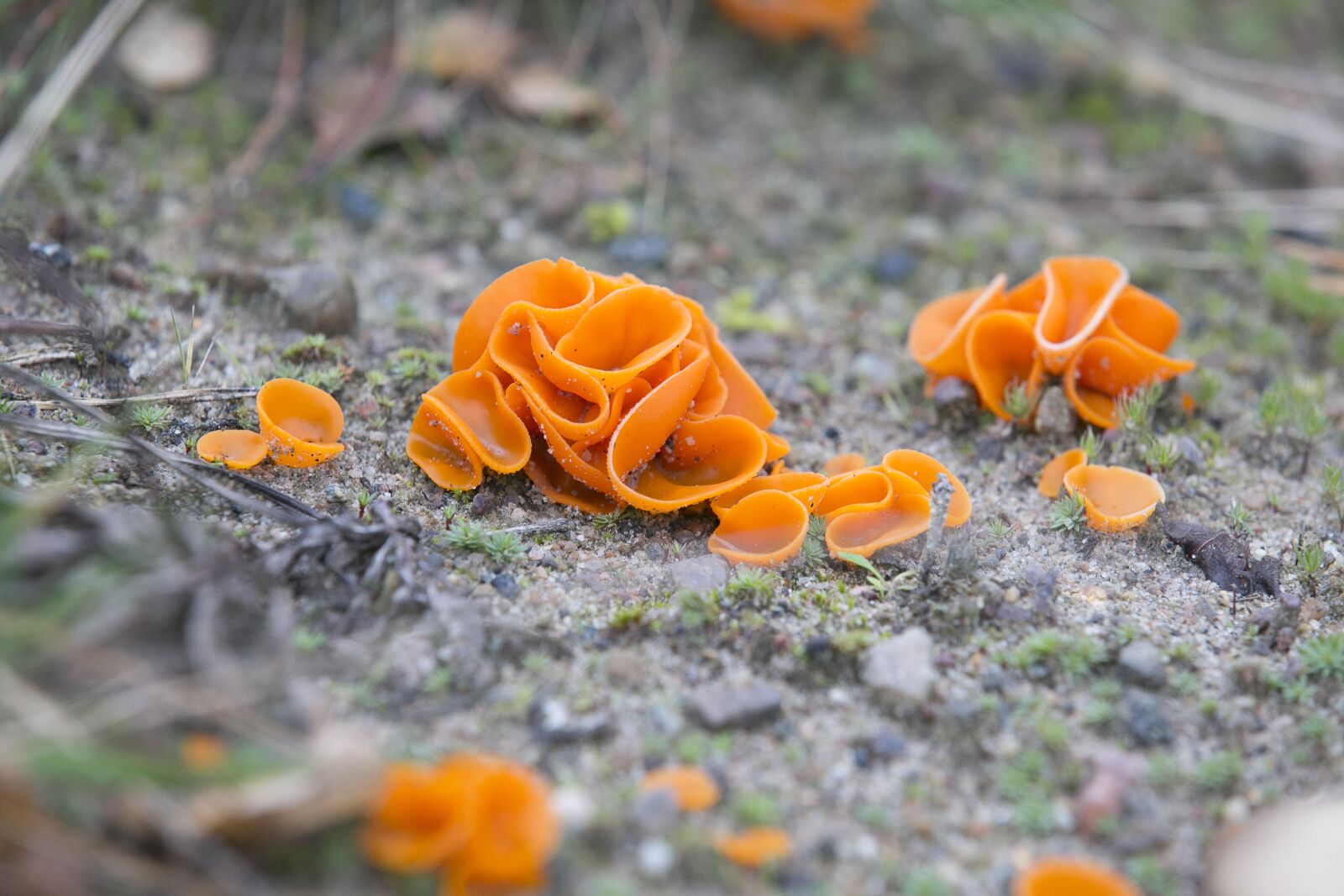 Canon EOS 5D Mark III sample photo. Mushroom, orange, plant photography